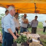 La nuez pecán gana terreno en el sur correntino con más de 250 hectáreas implantadas